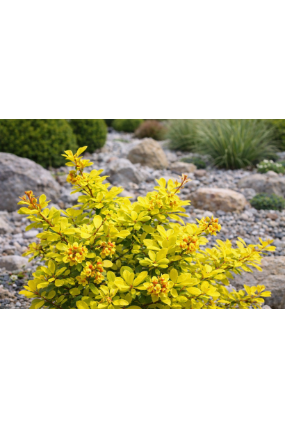 Барбарис ’Dual Jewel’ квітучий декоративний кущ